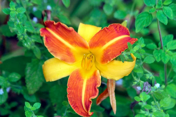 Hojas Amarillas Rojas Sobre Flor Lirio Maceta Pública Zuidplas —  Fotos de Stock