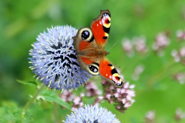 Devedikeni Echinops Ritro Tavuskuşu Kelebeği Botanik Bahçesinde — Stok fotoğraf