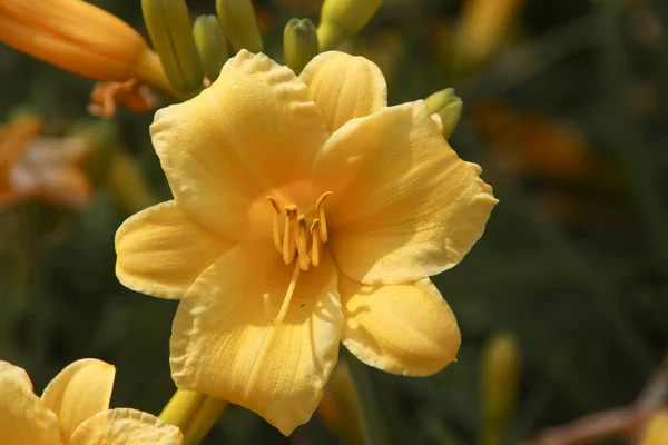 Żółte Liście Kwiatach Lilii Publicznej Sadzarce — Zdjęcie stockowe