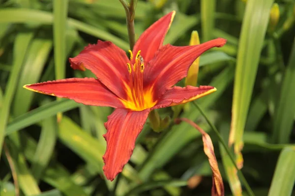 Hojas Amarillas Rojas Sobre Flor Lirio Maceta Pública Zuidplas —  Fotos de Stock