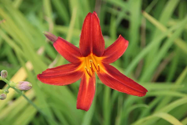 Hojas Amarillas Rojas Sobre Flor Lirio Maceta Pública Zuidplas —  Fotos de Stock