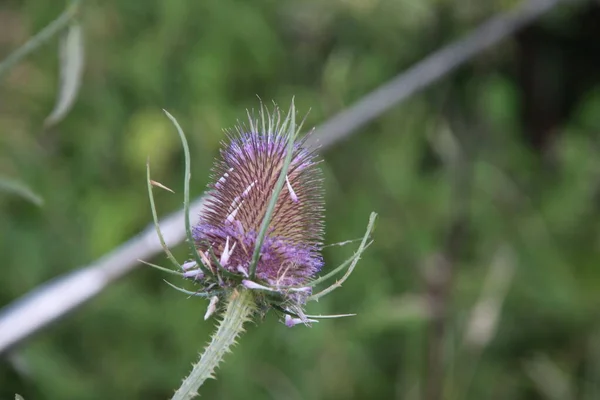 Bloemenkoppen Van Wilde Teasel Langs Kant Van Weg Nederland — Stockfoto