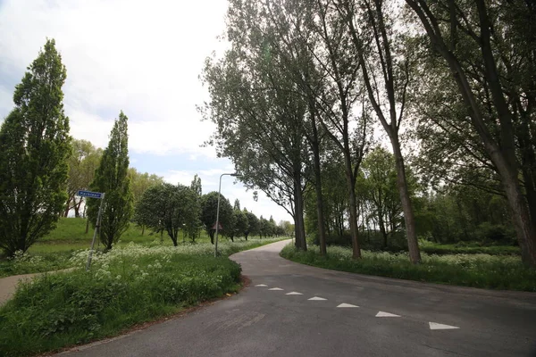 Álamos Largo Parallelweg Noord Nieuwerkerk Aan Den Ijssel Los Países — Foto de Stock