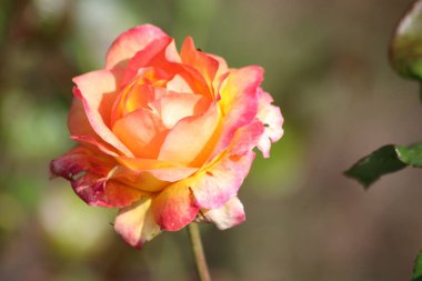 Hollanda 'da Guldemondplantsoen, Boskoop' ta gül türleri Pullman Orient Express 'e yakın büyük bir Rosarium.