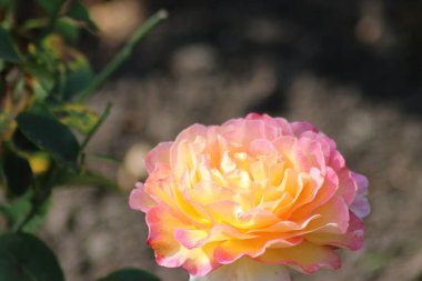 Hollanda 'da Guldemondplantsoen, Boskoop' ta gül türleri Ulusal Park Koleksiyonu 'na yakın büyük bir Rosaryum