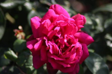 Hollanda 'da Guldemondplantsoen, Boskoop' ta gül türleri Grafin Diana 'ya yakın büyük bir Rosaryum.