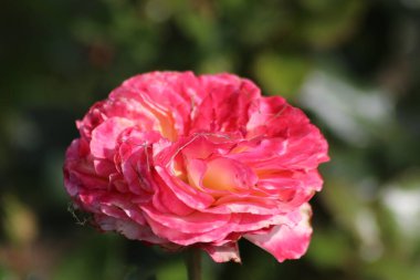 Hollanda 'da Guldemondplantsoen, Boskoop' ta gül türü Meteor 'a yakın büyük bir Rosaryum.