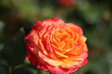 Hollanda 'da Guldemondplantsoen, Boskoop' ta gül türü Meteor 'a yakın büyük bir Rosaryum.