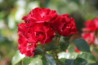 Hollanda 'da Guldemondplantsoen, Boskoop' ta gül türlerine yakın büyük rosaryum; lucreatia