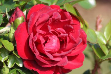 Hollanda 'da Guldemondplantsoen, Boskoop' ta gül türleri Jugendliebe 'ye yakın büyük bir Rosaryum.