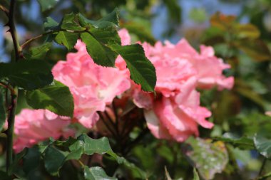 Hollanda 'da Guldemondplantsoen, Boskoop' ta gül türleri Laguna 'ya yakın büyük bir Rosaryum.