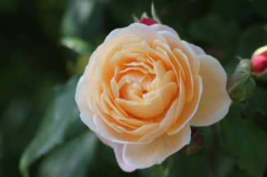 Hollanda 'da Guldemondplantsoen, Boskoop' ta gül türleri New Dreams 'e yakın büyük bir Rosarium.