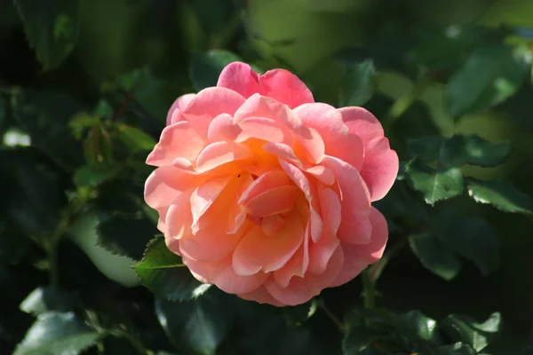 Guldemondplantsoen Hollandiában Nagy Rozárium Boskoop Közeli Rózsa Faj Peach Melba — Stock Fotó