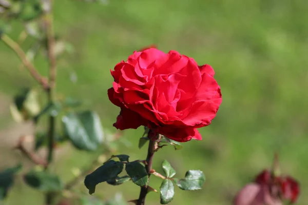 Guldemondplantsoen Holandii Duże Różarium Boskoop Bliska Gatunków Róż Pride England — Zdjęcie stockowe