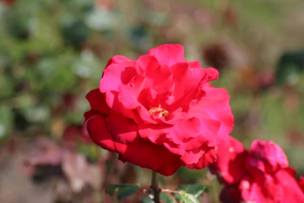 Guldemondplantsoen Holandii Duże Różarium Boskoop Bliska Gatunków Róż Pride England — Zdjęcie stockowe