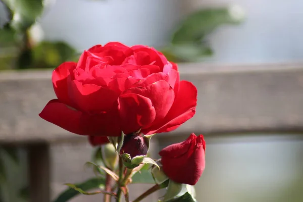 Guldemondplantsoen Нідерландах Великий Росарій Боскопі Близькими Видами Троянд Florentina — стокове фото
