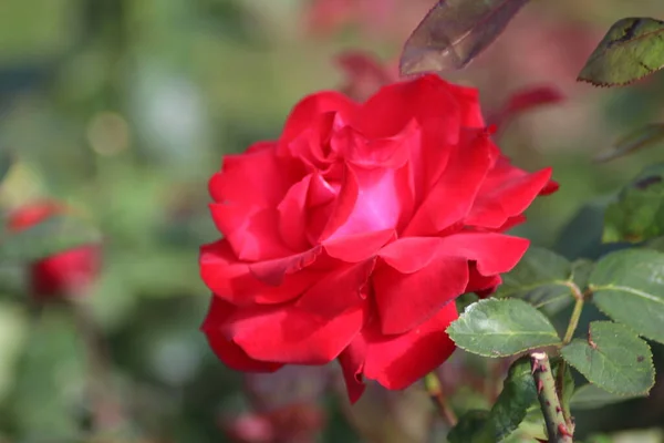 Guldemondplantsoen Nederländerna Stort Rosarium Boskoop Med Närbild Rosenarterna Grande Amore — Stockfoto