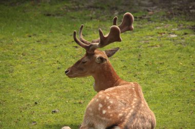 NIeuwerkerk aan den IJssel 'deki Zuidplas belediyesinin evcil hayvan çiftliğindeki genç geyik.