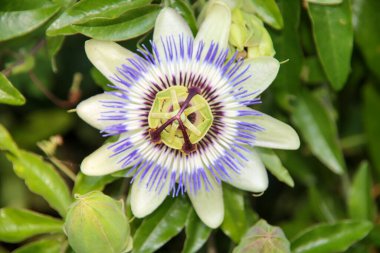 Nieuwerkerk aan den IJssel 'deki bir bahçeye yakın planda Passiflora çiçeği başı