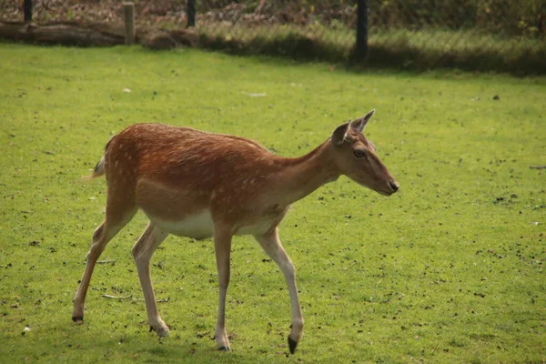 Giovane Cervo Uno Zoo Del Comune Zuidplas Nieuwerkerk Aan Den — Foto Stock