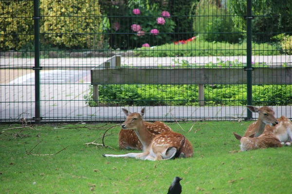 니우웨 Aan Den Ijssel Zuidplas 동물원에 — 스톡 사진