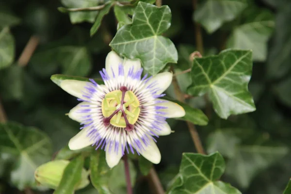 Passiflora Flower Head Close Garden Nieuwerkerk Aan Den Ijssel Netherlands — Stock Photo, Image