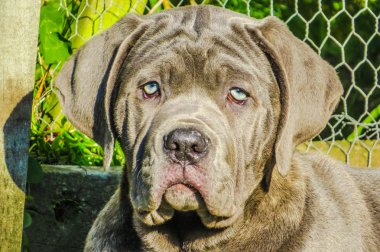 Napoliten mastiff köpek yavrusu