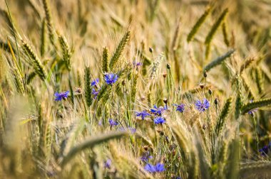 Batan güneşin altındaki buğday tarlasında mavi çiçeklerin yakın çekimi