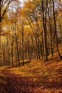 Renkli sonbahar ağaçları ve ılık ışıklarla dolu bir ormanda yol.