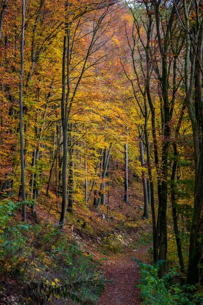 一条穿过五彩缤纷的秋树丛林中的小路 — 图库照片