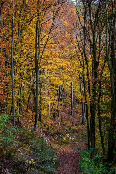 Caminho Através Uma Floresta Com Árvores Coloridas Outono — Fotografia de Stock