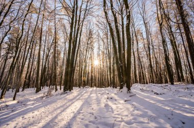 Kışın karlı ağaçların arasından gelen güneş ışınları.