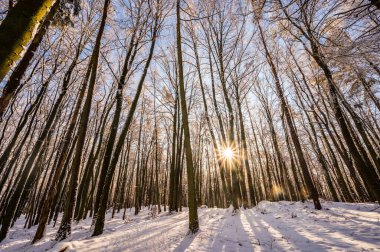 Kışın karlı ağaçların arasından gelen güneş ışınları.