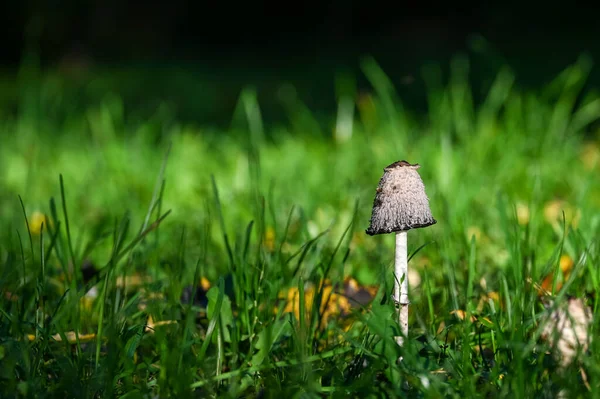 Single Mushroom Field Grass — Stock Photo, Image