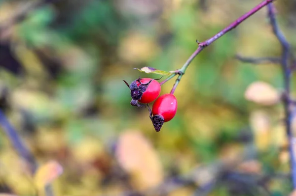 Dos Rosa Mosqueta Colgando Árbol Cerca Otoño — Foto de Stock