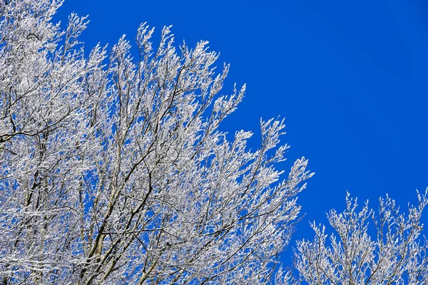 冬天的雪树枝条 阳光明媚 蓝蓝的天空 — 图库照片