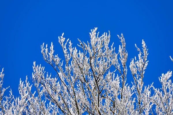 冬天的雪树枝条 阳光明媚 蓝蓝的天空 — 图库照片