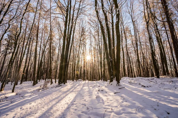 Kışın karlı ağaçların arasından gelen güneş ışınları.