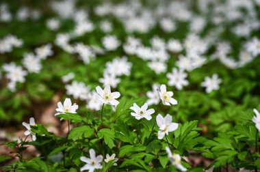 Beyaz bahar çiçeği Anemone nemorosa güneşli bir günde kapanıyor