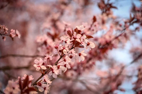 Třešňové Květy Jaře Jako Zblízka — Stock fotografie