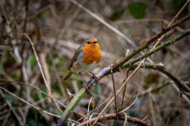 Bir dalda oturan tek bir kuş bülbülü