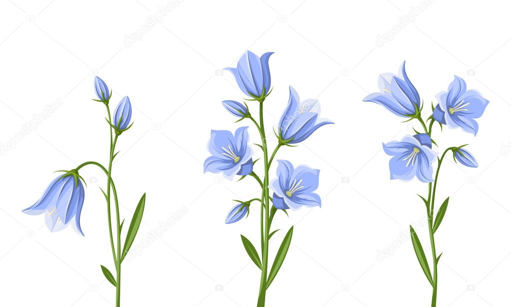 Bluebell flowers. Vector illustration.