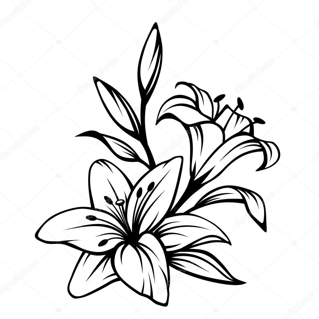 Black contour of lily flowers. Vector illustration.
