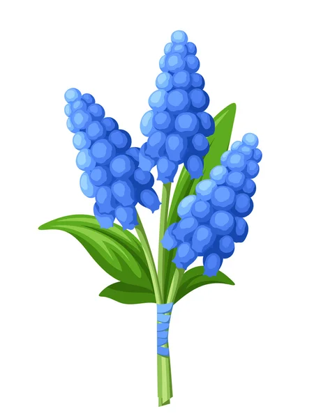 Bouquet of blue grape hyacinth flowers. Vector illustration. — Stock Vector