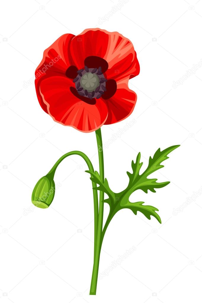 Red poppy. Vector illustration.