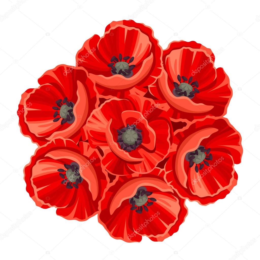 Bouquet of red poppy flowers. Vector illustration.