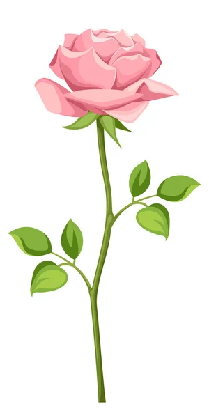 Rosa rosa con tallo aislado en blanco. Ilustración vectorial . — Archivo Imágenes Vectoriales