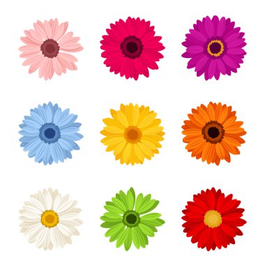 Renkli gerbera çiçekleri kümesi. Vektör çizim.