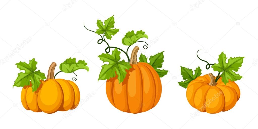 Three orange pumpkins. Vector illustrations.