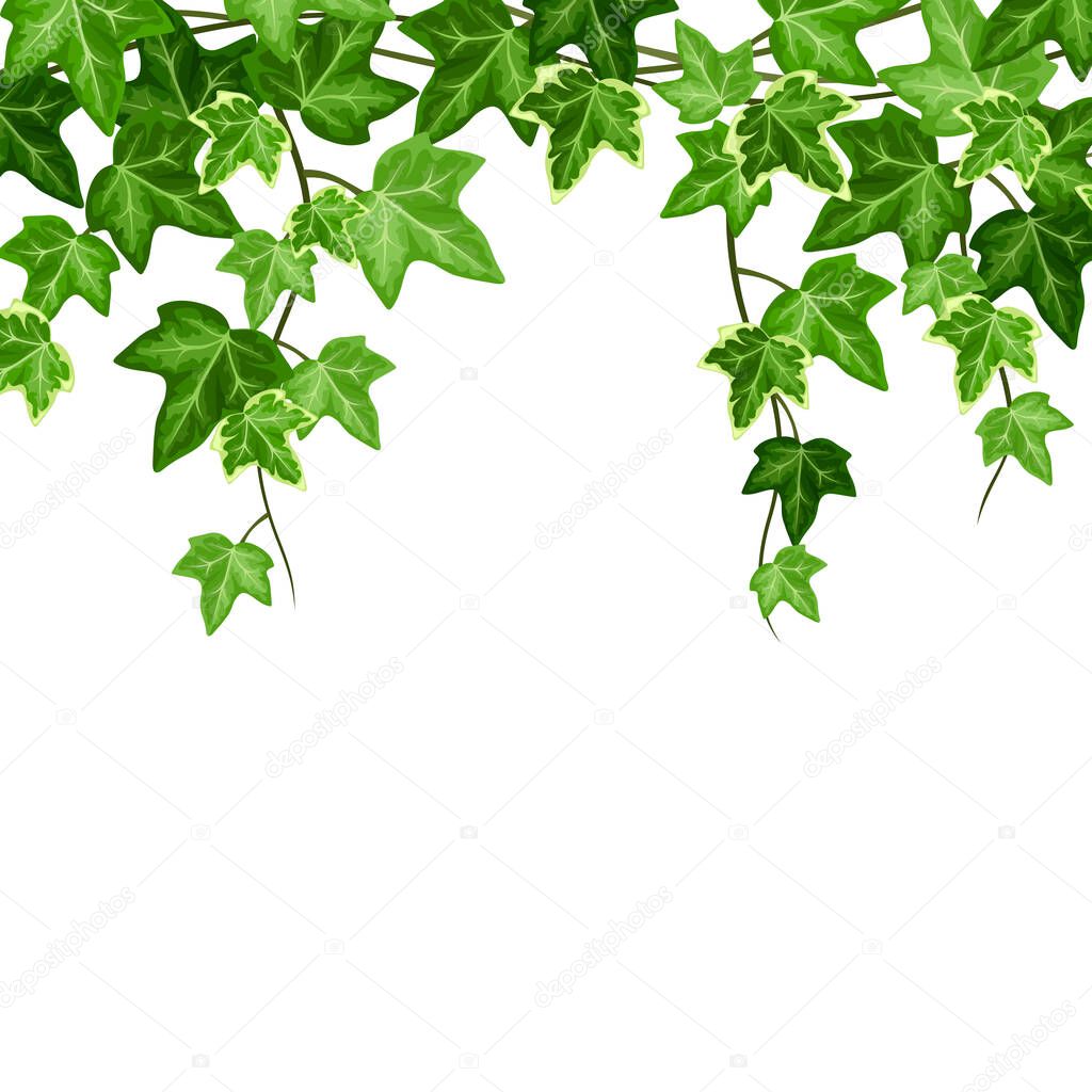 Vector background with green hanging ivy (hedera helix).